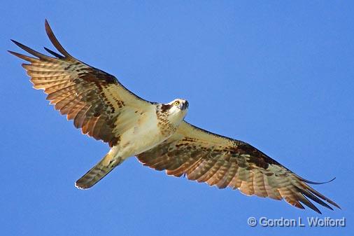 Osprey In Flight_36304.jpg - Osprey (Pandion haliaetus) photographed along the Gulf coast near Port Lavaca, Texas, USA.